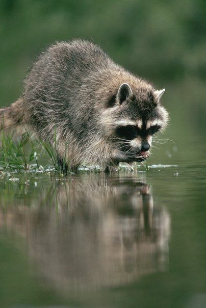 Secrets of Raccoon Life: From Forests to Cities