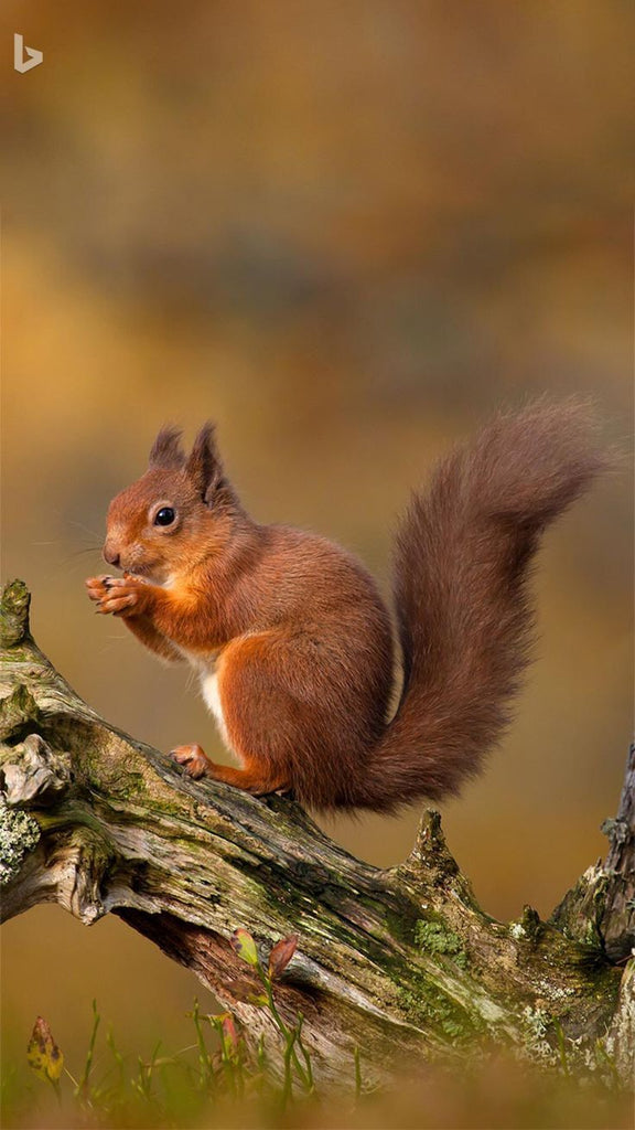 Squirrels: Small Creatures with Big Meaning