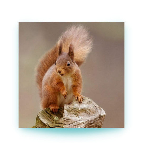 SQUIRREL