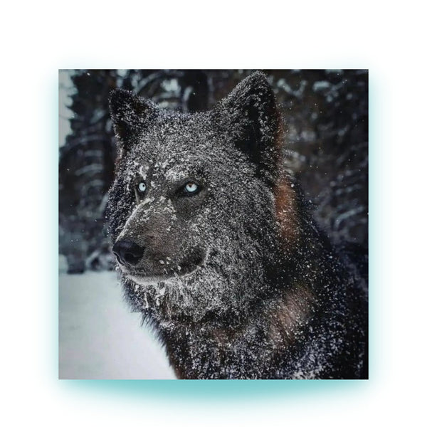 animalsaso02