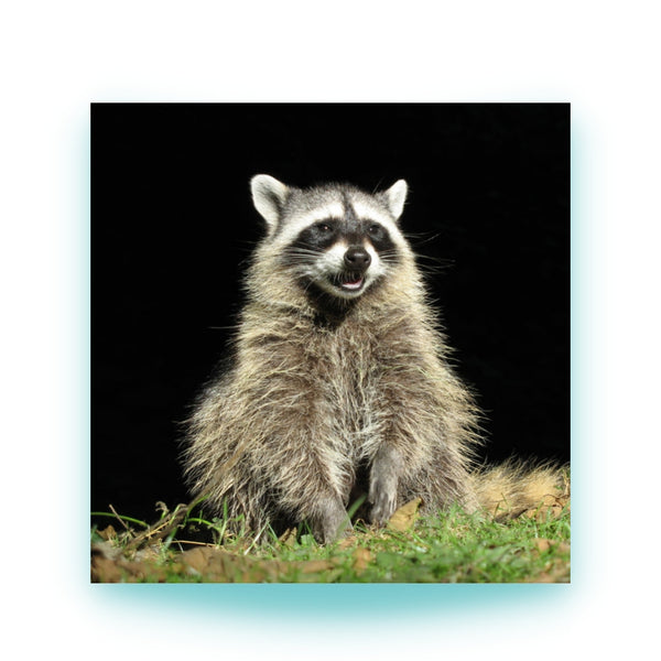 animalsaso02
