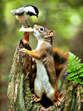 New Squirrel Art Home Decor - Animals Aso
