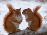 New Squirrel Art Home Decor