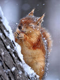 New Squirrel Art Home Decor - Animals Aso